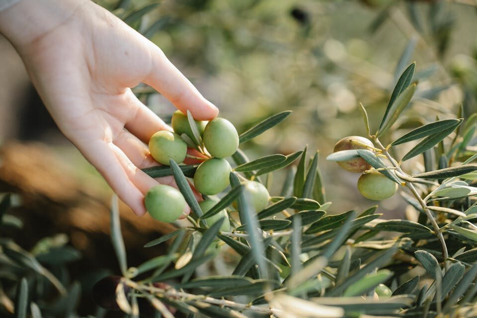 Zeytin Yaprağı Çayı Faydaları
