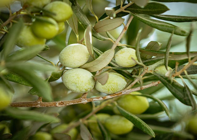 Zeytin Yaprağı Özü Suyu Faydaları